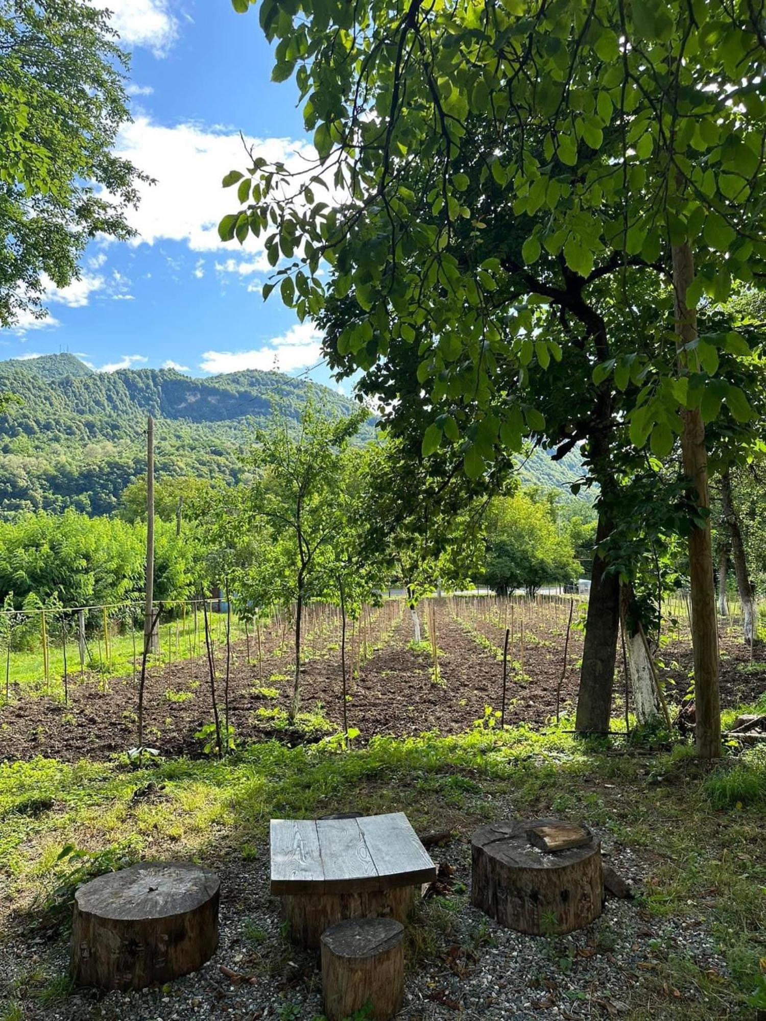 Kipiani Guest House Ყიფიანის Სახლი Khvanchkara Dış mekan fotoğraf